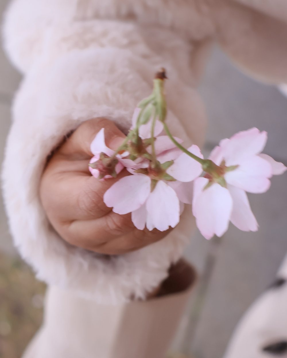 A small mittened hand holding a cherry blossom sprig
