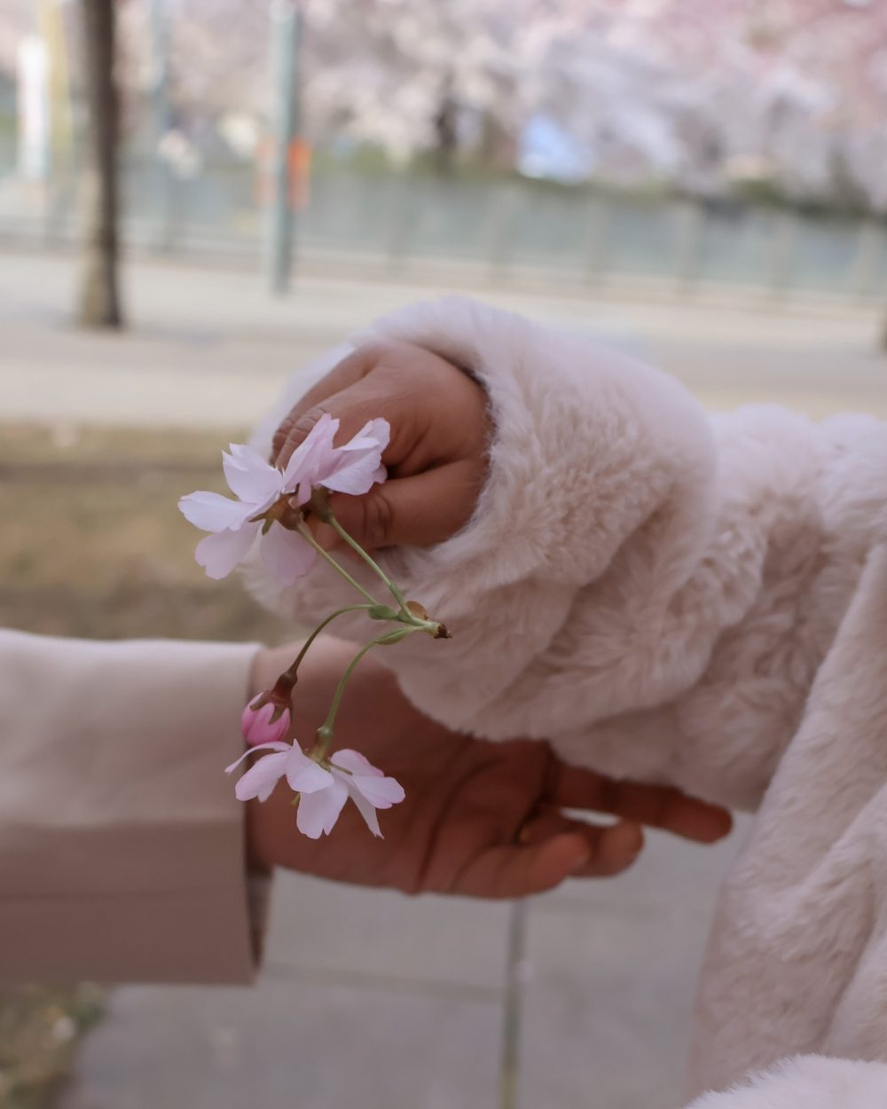 A small hand in a fluffy sleeve holding cherry blossoms, resting in an adult’s hand